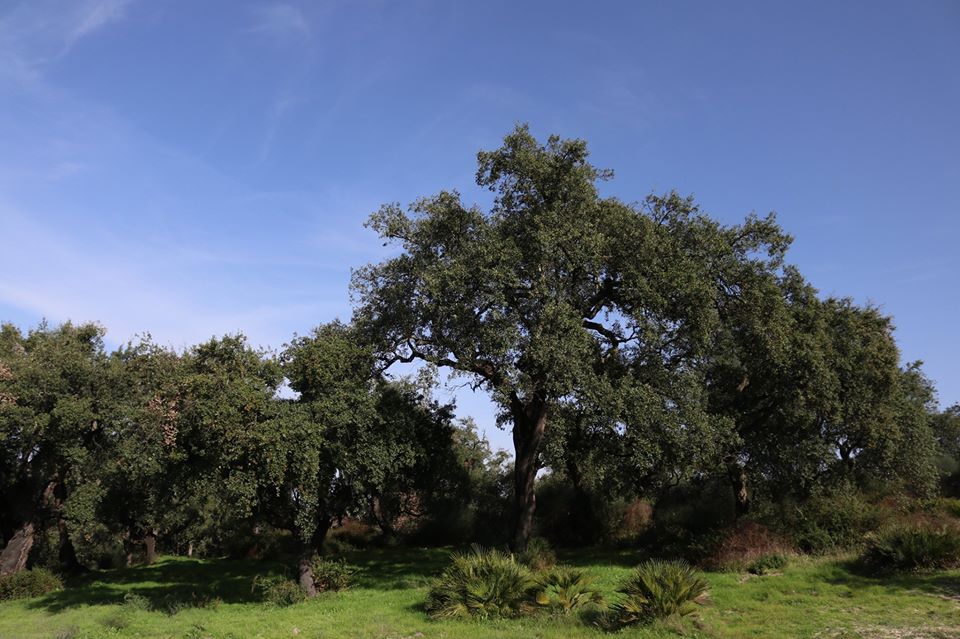 Celebramos el Día Mundial del Medio Ambiente