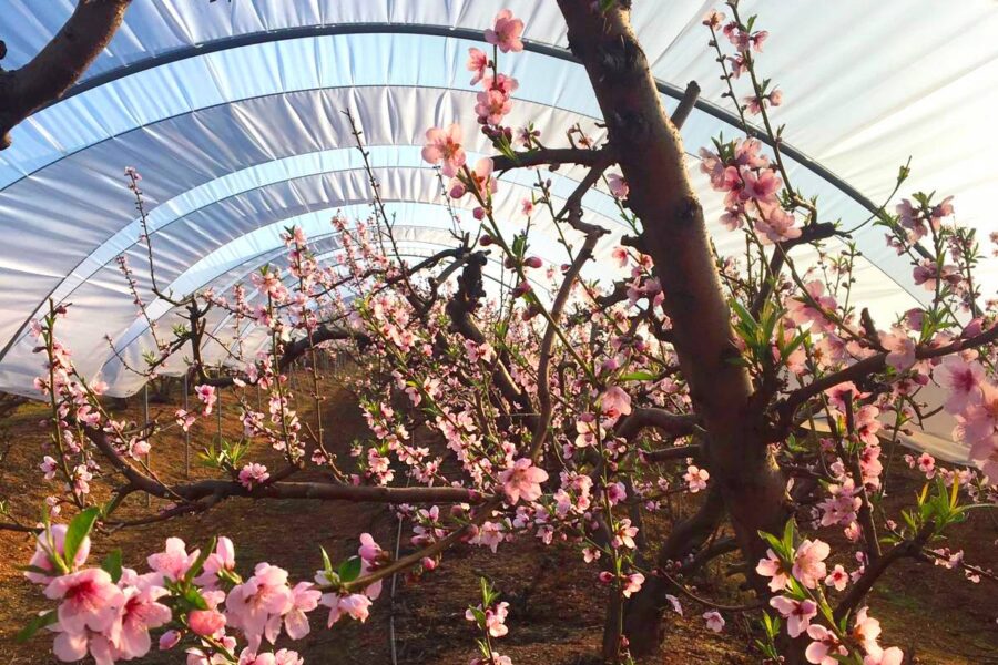 Comienza la floración de nuestros nectarinos