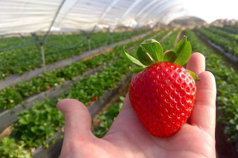 Primeras fresas de la temporada