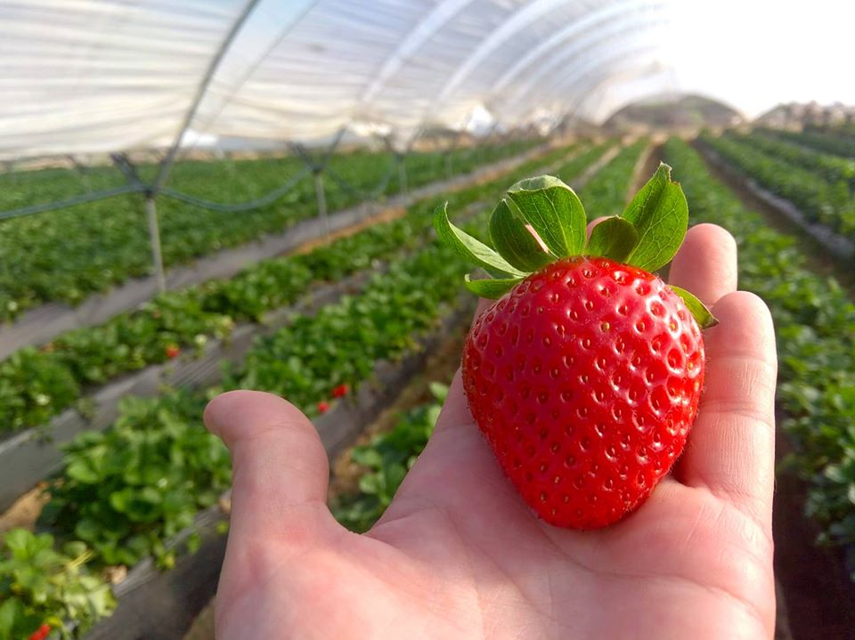 Primeras fresas de la temporada