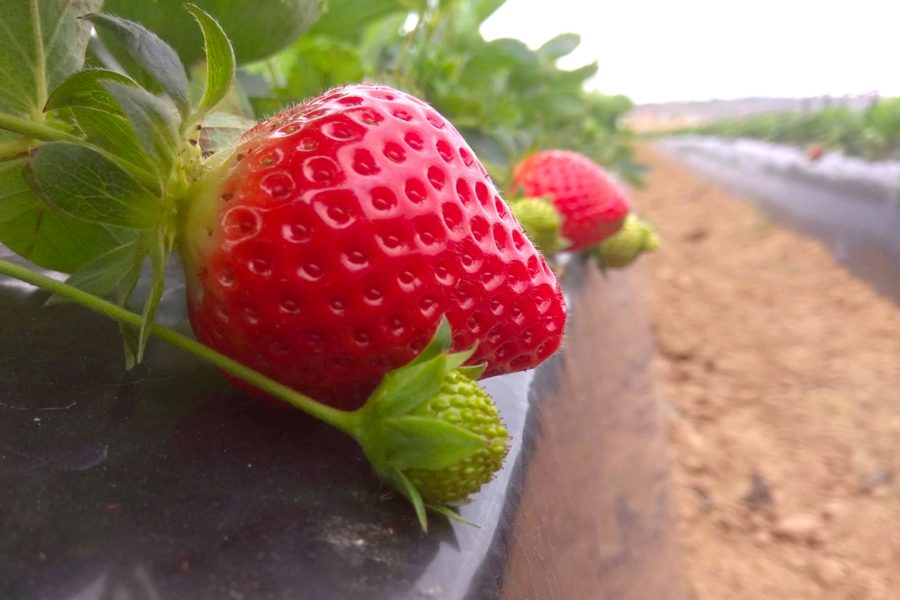 Primeras fresas de la temporada