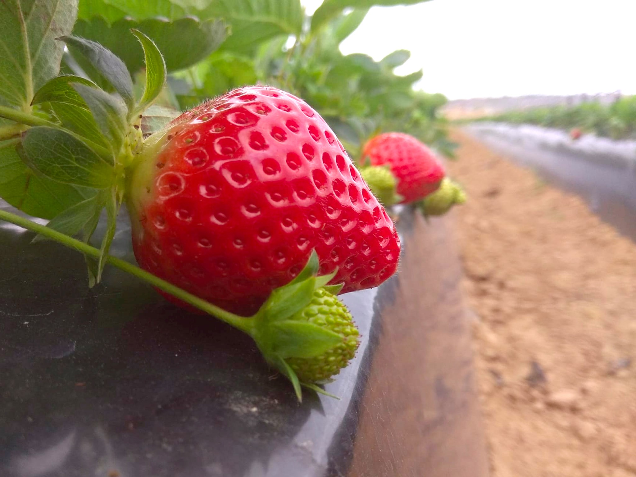 Primeras fresas de la temporada