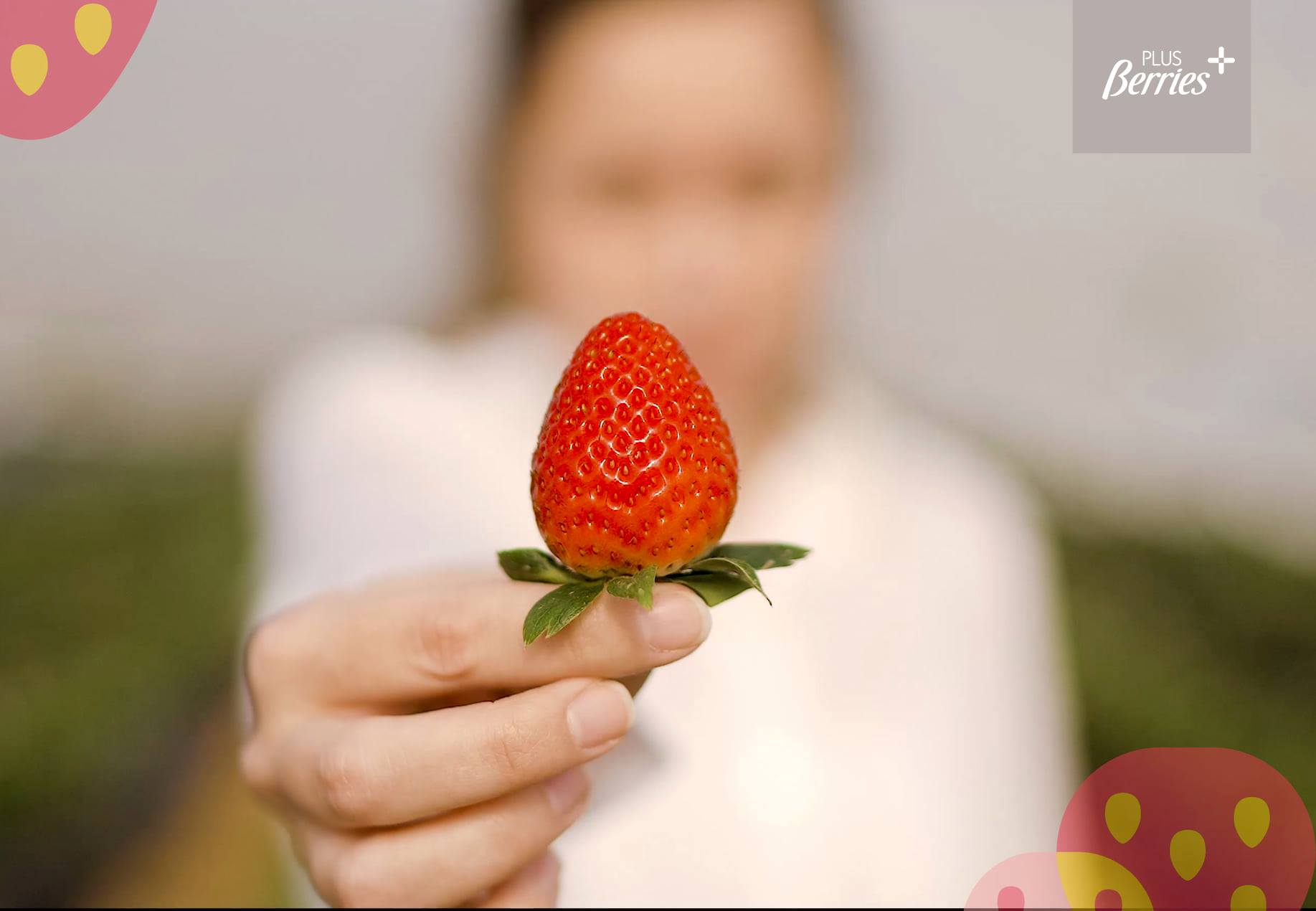 Candela, nuestra nueva variedad de fresas