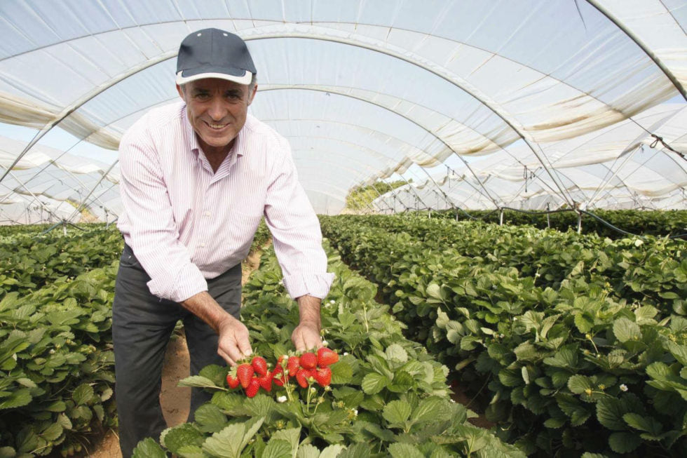 Alcampo comparte la experiencia de nuestro productor de fresas Agromartin